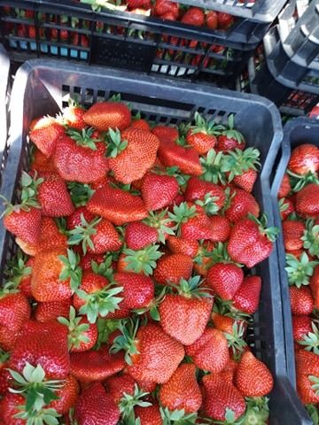 Stoloni capsuni albion si diverse soiuri unifere,elsanta