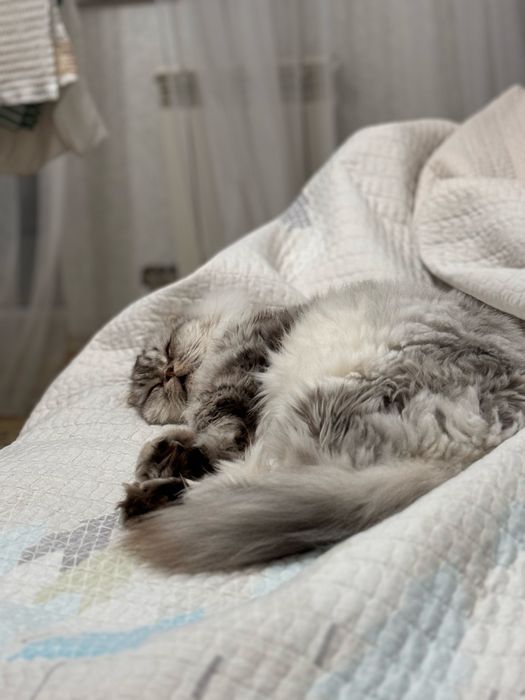 Отдам кота в добрые руки