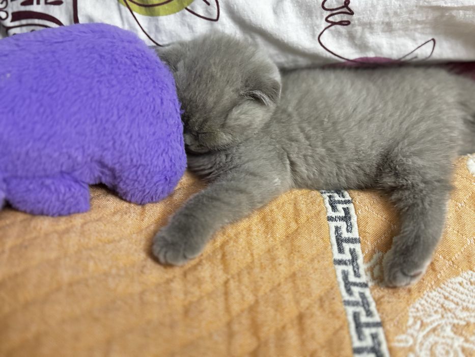 Ищу кошку для вязки с котом