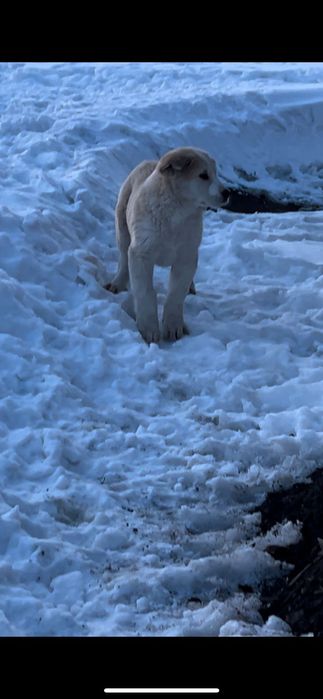 Щенкий САО тобеты