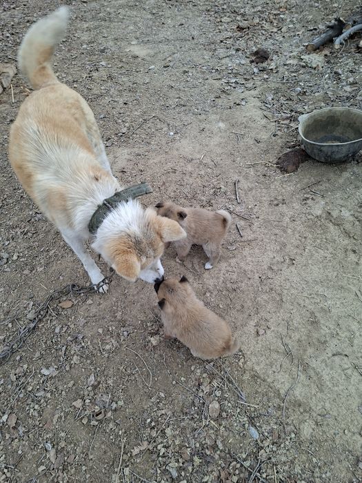 Сиба ину чисто кровные