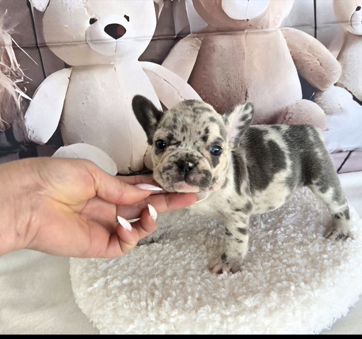 Френски булдог елитна кръвна линия момиче