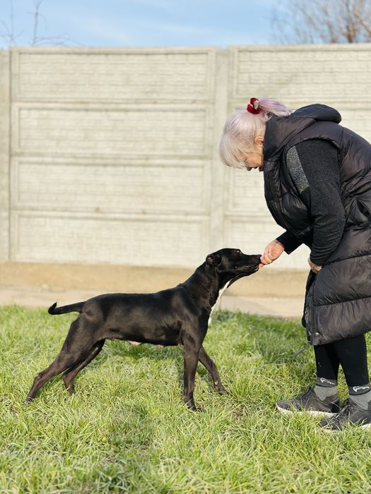 Нирвана. Питбуль девочка. Добрая