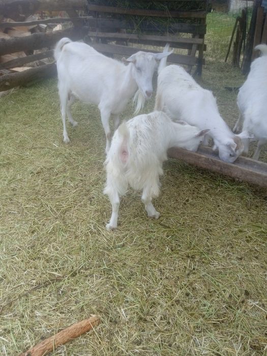 Vând 6 capre și un țap