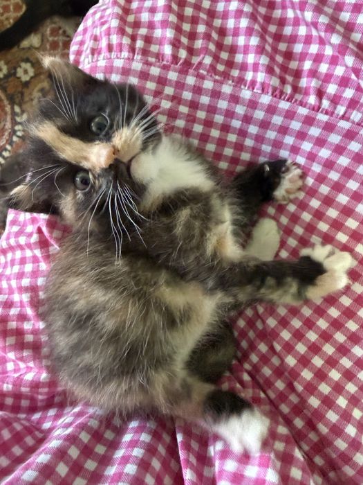 Котята мысықтар