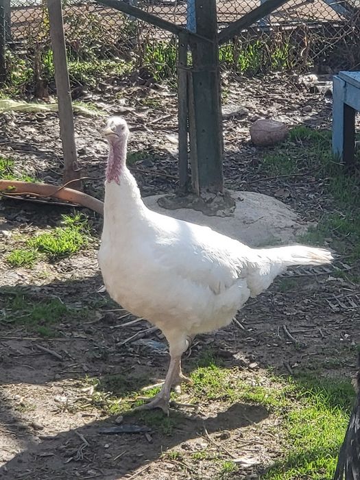 Продаю индюка и индюшек