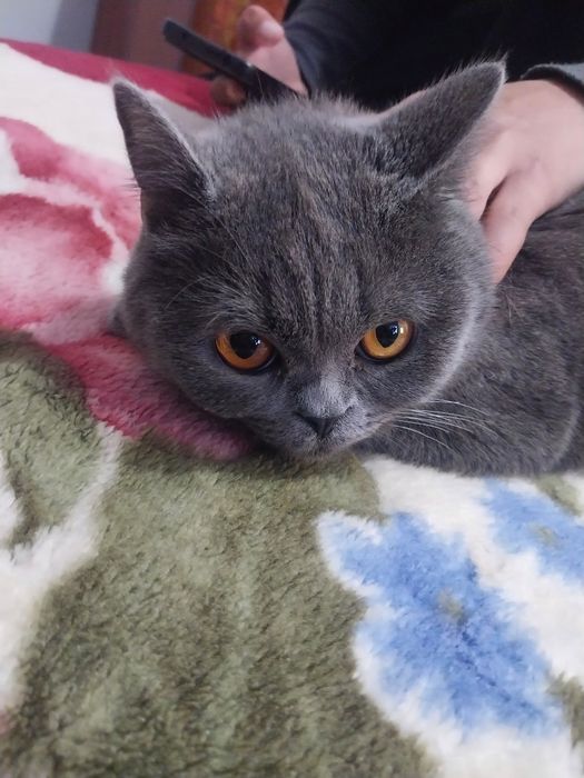 Mushuk sotiladi. Qiz bola.