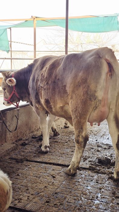 Биринчи коринга Тозза тукан эна бола щвиц парода гунажин