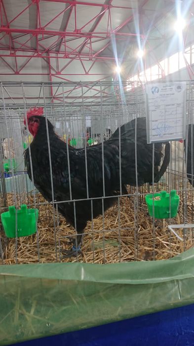 Ouă australop incubat