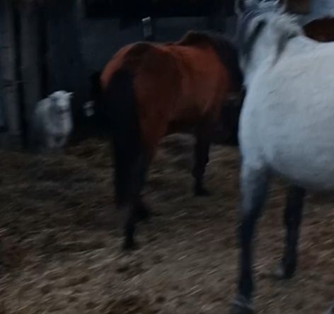 Продам 2 байтал кобылки