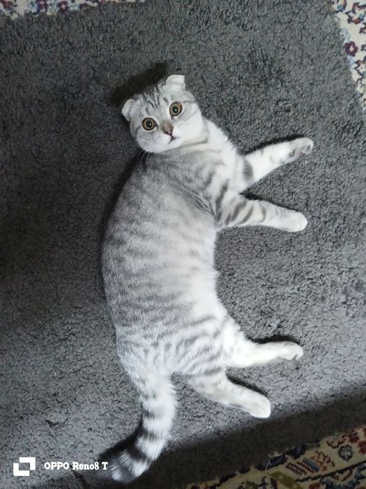 Срочно продам котенка мальчика