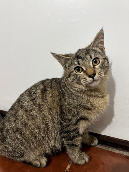 Добрые красивые котята