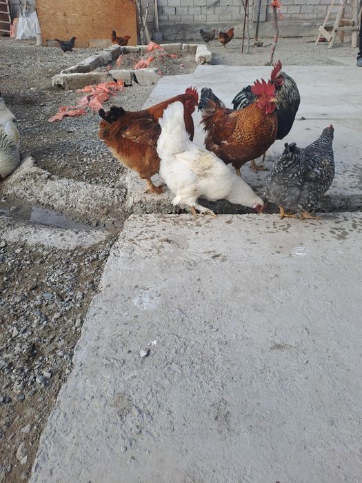 Петух срочно срочно