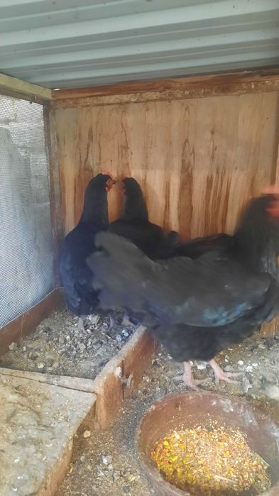 Tovuq xo'rozlar sotiladi xammasi so'glom