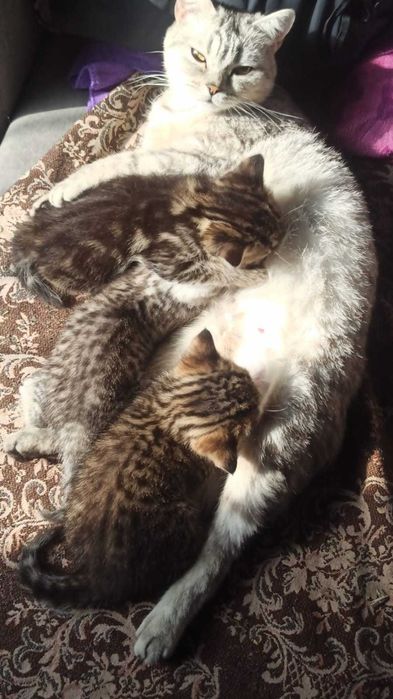 Продам котят Британские