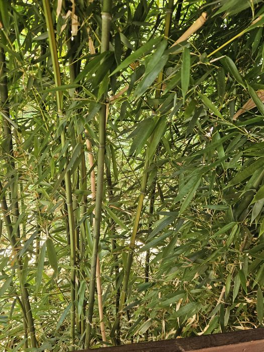 Bananieri / Bambus ornamental