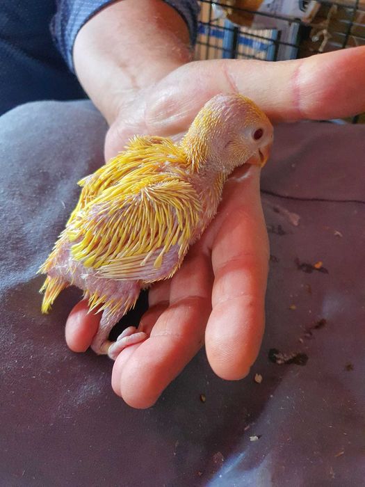 Papagal Micul Alexandru, Cuba, Calugar, Agapornis, Amazon bun vorbitor