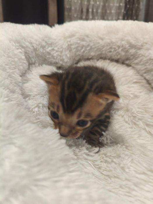 Продам красивых котят