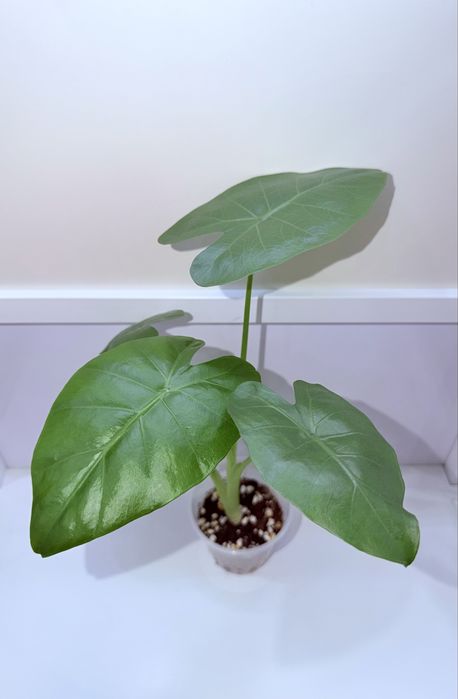 Алоказия, комнатные растения, комнатные цветы