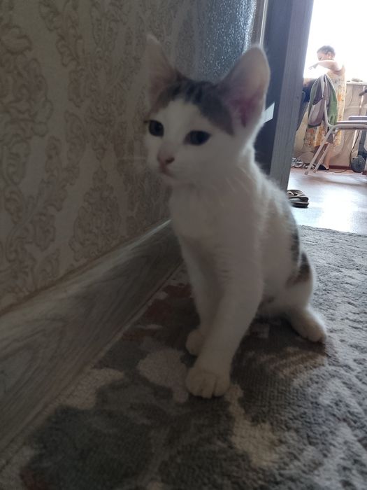 Продаем котенка мальчик