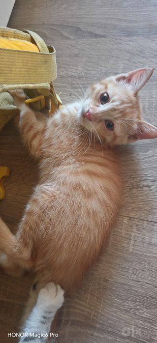 Отдам котят тем кто действительно нуждается в добрые руки . Котятам