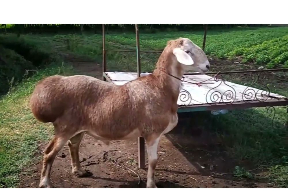 арашан кучкор сотилари