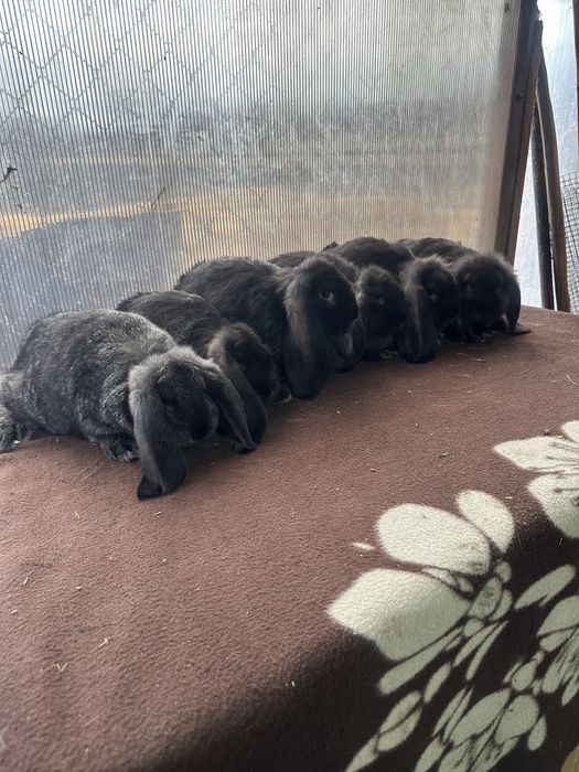 Iepuri berbec german