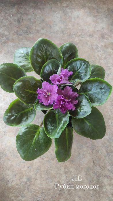 Продам сортовые фиалки