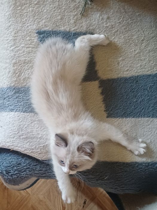 Котята ищут хозяев