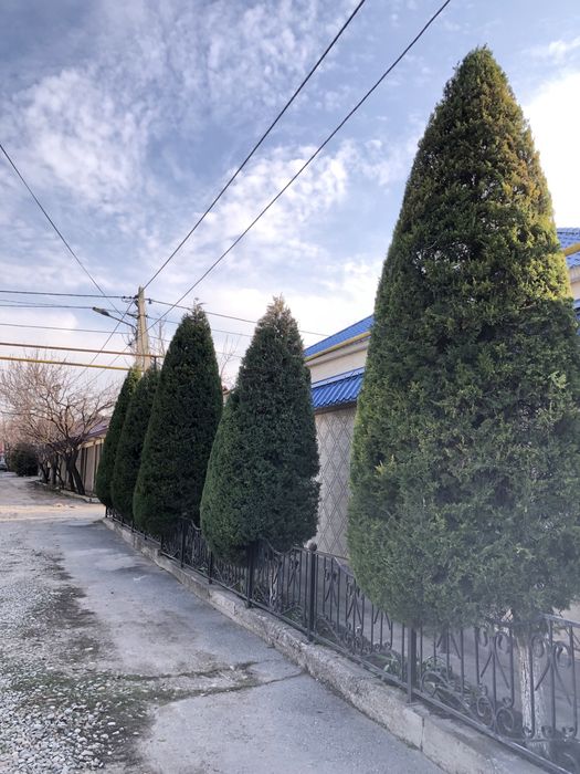 Садовник на дому