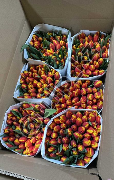 Тюльпаны оптом Костанай