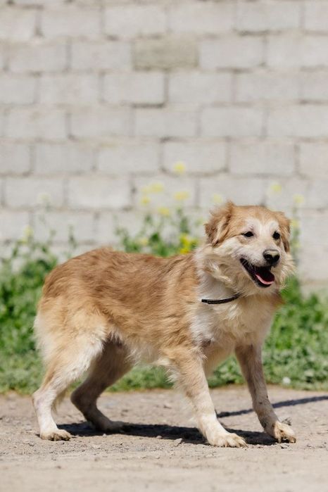 Рокки ждет своего человека!