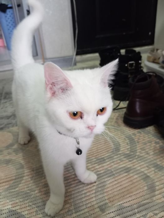 Продается кошечка