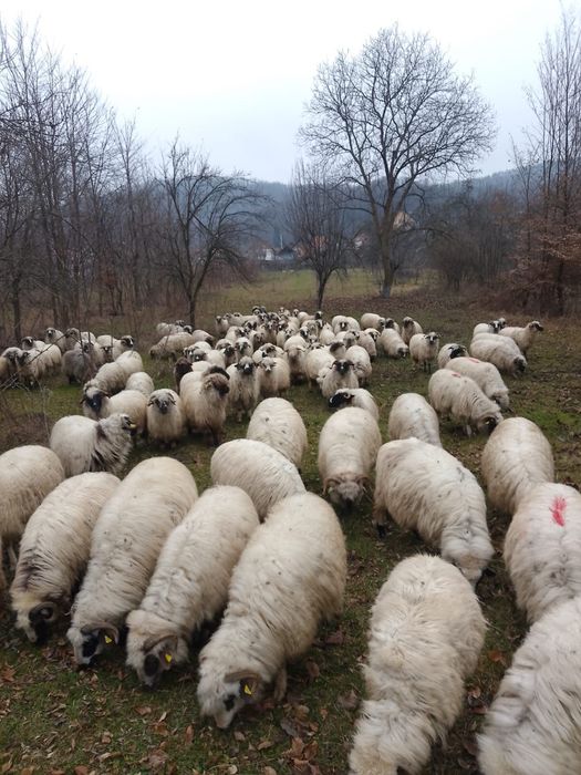Vând 20 de oi gestante 4 berbeci și 3 berbecuți