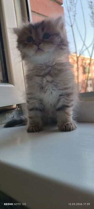 Scottish straight tabby