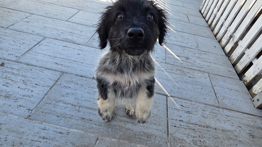 Cățel abandonat pentru adoptie