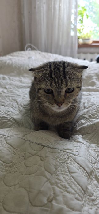 Котик продаётся цена договоримся