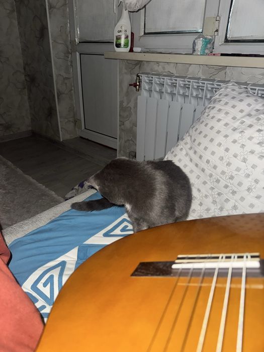 Кошка породистая