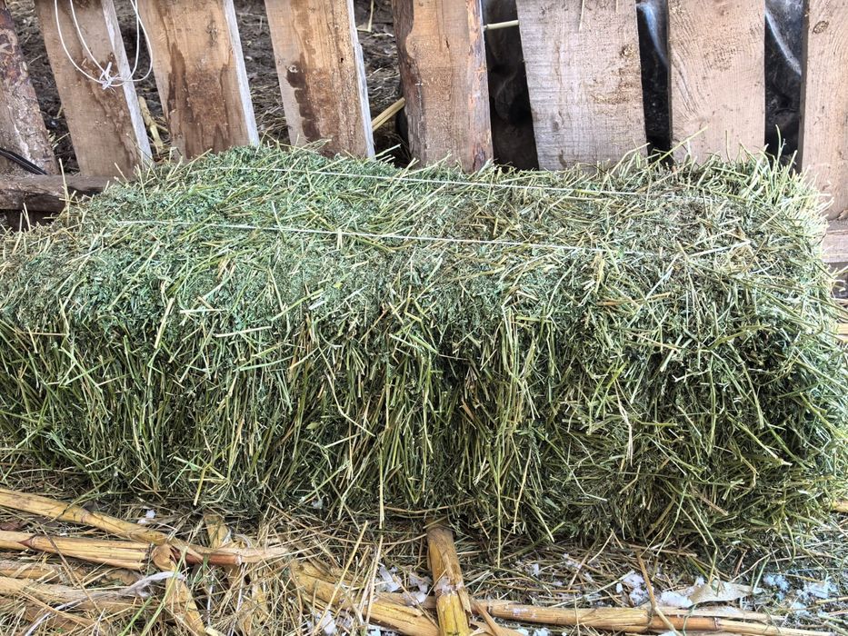 Шөп / жоңышқа    .