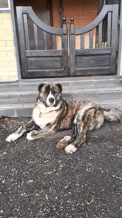 Алабай кабель только для вязки.