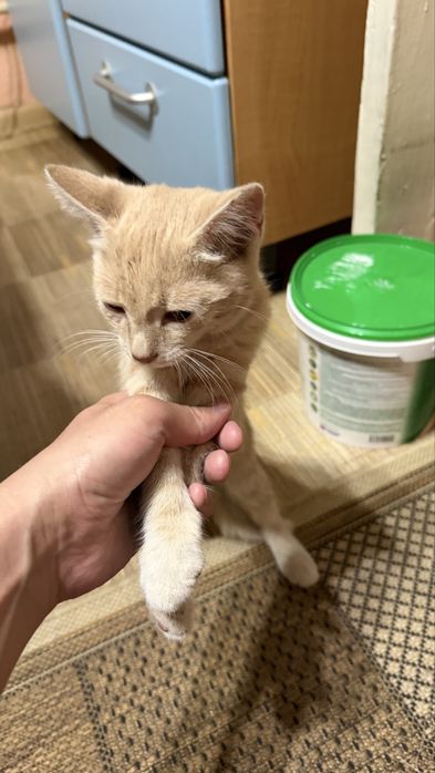 Отдадим в добрые руки котенка мальчика