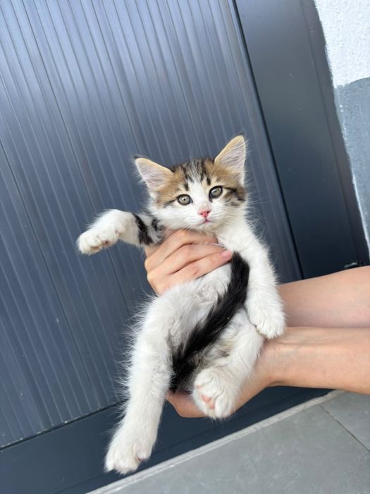 Котята вислоухие в добрые руки