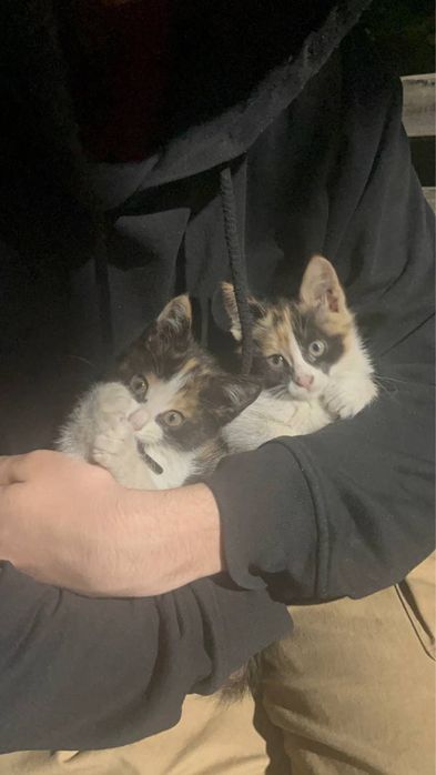 Отдам котят (2 девочки) трехцветные 3 месяца