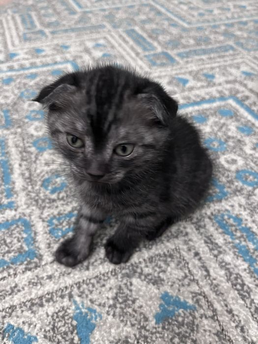 котенок / марғау