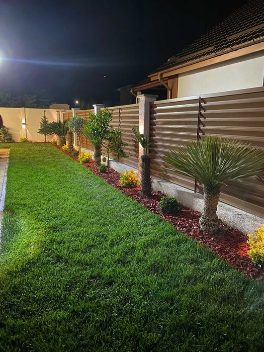 Plante – Palmier Trachycarpus Fortunei – Toate dimensiunile disponibile