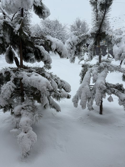 angren yangi obodda dachami sotaman
