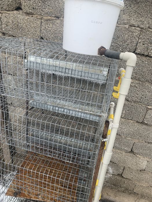 Бөденеге арналган корас