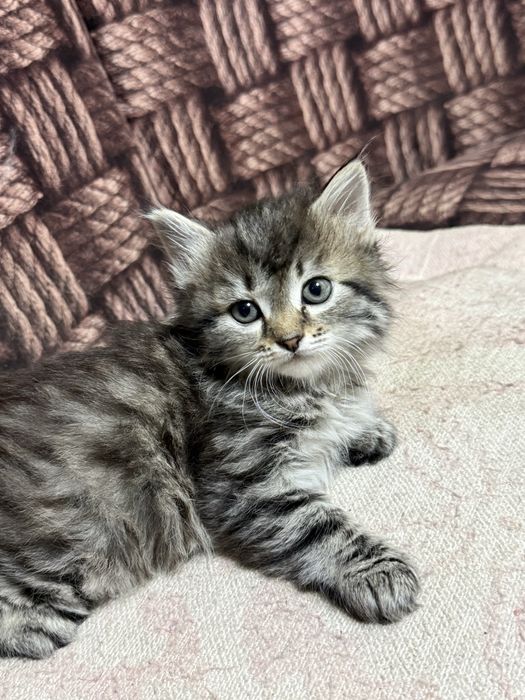 Отдам котят в хорошие руки