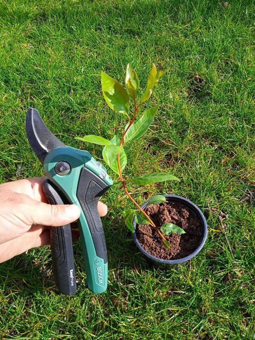 Продавам фиданки Шам фъстък Целогодишно разсаждане!