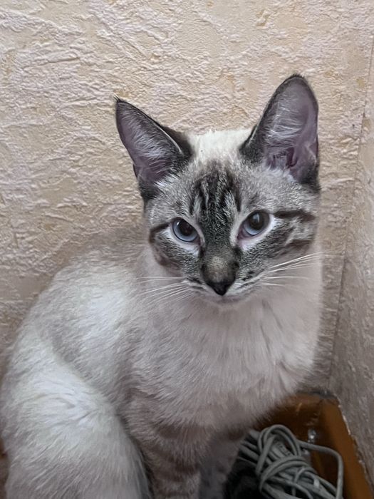 отдам в добрые руки